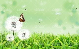 تصویر با کیفیت پروانه به همراه چشم انداز زیبای بهار و طبیعت