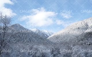 تصویر با کیفیت درختان پوشیده از برف به همراه فصل زمستان و چشم انداز برفی