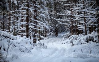 تصویر با کیفیت درختان پوشیده از برف به همراه فصل زمستان و چشم انداز برفی