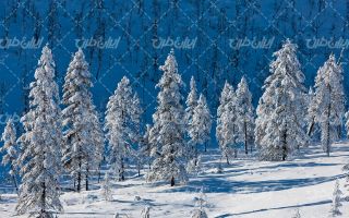تصویر با کیفیت طبیعت برفی زمستان به همراه برف و طبیعت برفی