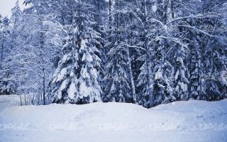 تصویر با کیفیت چشم انداز طبیعت برفی به همراه برف و منظره برفی