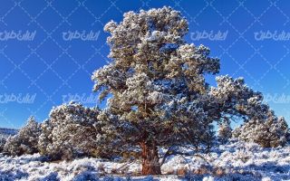 تصویر با کیفیت فصل زیبای زمستان به همراه برف و منظره برفی