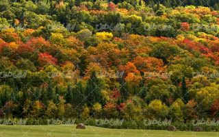 تصویر با کیفیت چشم انداز همراه با منظره و چشم انداز زیبای پاییز