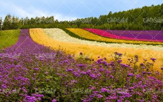 تصویر با کیفیت چشم انداز همراه با منظره و چشم انداز زیبای مزرعه گل