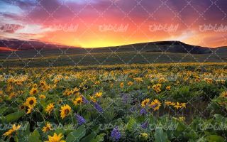 تصویر با کیفیت چشم انداز همراه با منظره و چشم انداز زیبای مزرعه آفتابگردان