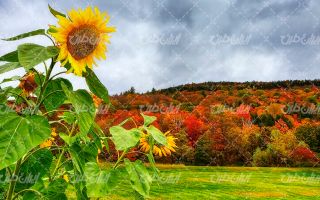 تصویر با کیفیت چشم انداز همراه با منظره و چشم انداز زیبای گل آفتابگردان