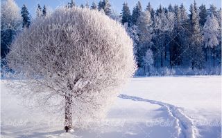 تصویر با کیفیت چشم انداز فصل زمستان به همراه برف و منظره برفی