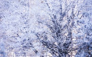 تصویر با کیفیت منظره زیبای فصل پاییز به همراه برف و طبیعت برفی