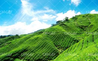 تصویر با کیفیت طبیعت زیبا همراه با منظره و چشم انداز زیبای مزرعه چای