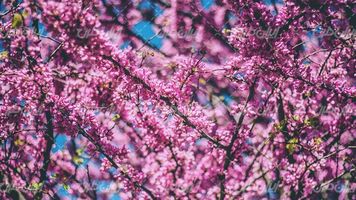 تصویر با کیفیت شکوفه بهاری به همراه فصل بهار و درخت بهاری