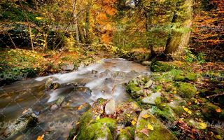 تصویر با کیفیت چشم انداز فصل پاییز همراه با منظره و طبیعت زیبا