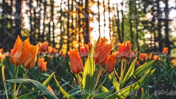 تصویر با کیفیت گل بهاری به همراه تابش نور خورشید و جنگل