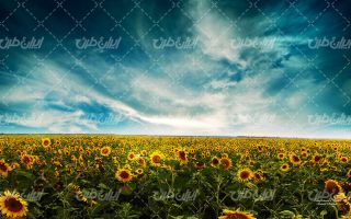تصویر با کیفیت چشم انداز زیبای مزرعه آفتابگردان همراه با منظره و طبیعت زیبا