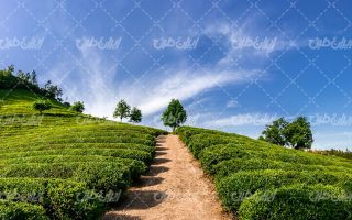 تصویر با کیفیت چشم انداز زیبای مزرعه چای همراه با منظره و طبیعت زیبا
