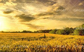 تصویر با کیفیت چشم انداز مزرعه گندم همراه با منظره و طبیعت زیبا