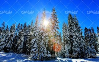 تصویر با کیفیت چشم انداز زیبای درختان پوشیده از برف همراه با منظره و طبیعت زیبا