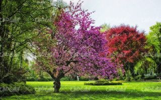 تصویر با کیفیت چشم انداز زیبای شکوفه درخت همراه با منظره و طبیعت زیبا