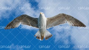 تصویر با کیفیت مرغ دریایی همراه با آسمان آبی و پرنده