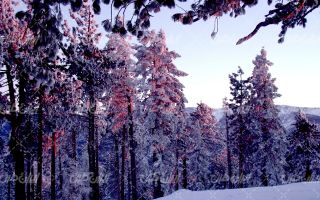 تصویر با کیفیت طبیعت زمستانی به همراه برف و طبیعت برفی