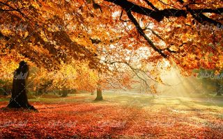 تصویر با کیفیت چشم انداز زیبای فصل پاییز همراه با منظره دیدنی و طبیعت زیبا