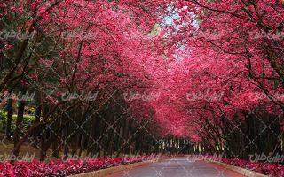 تصویر با کیفیت چشم انداز شکوفه بهاری همراه با منظره دیدینی و طبیعت زیبا