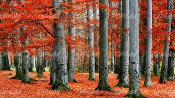 تصویر با کیفیت فصل پاییز همراه با چشم انداز زیبایی طبیعت و جنگل