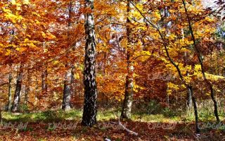 تصویر با کیفیت منظره فصل پاییز همراه با چشم انداز زیبایی طبیعت و جنگل