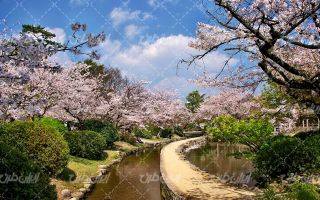 تصویر با کیفیت منظره شکوفه بهاری همراه با چشم انداز زیبایی طبیعت و فصل بهار