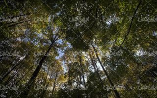 تصویر با کیفیت جنگل همراه با چشم انداز زیبایی طبیعت و درخت