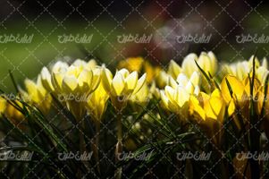 تصویر با کیفیت گل زرد همراه با منظره فصل بهار و گل بهاری