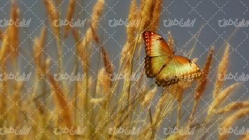تصویر با کیفیت پروانه همراه با پروانه روی نی و پروانه زیبا