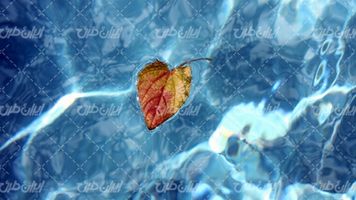 تصویر با کیفیت برگ روی آب همراه با برگ پاییزی و فصل پاییز