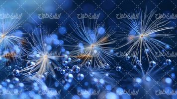 وکتور برداری قاصدک همراه با تصویر زمینه و پس زمینه