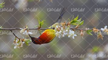تصویر با کیفیت شکوفه بهاری همراه با پرنده زیبا و فصل بهار