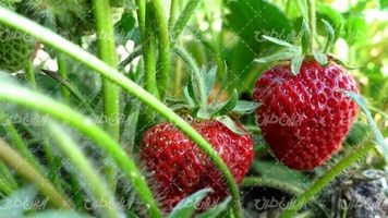 تصویر با کیفیت توت فرنگی همراه با میوه بهاری و گیاه توت فرنگی