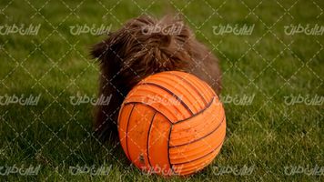 تصویر با کیفیت توپ والیبال همراه با توپ بازی و زمین چمن