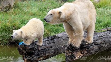 تصویر با کیفیت خرس قطبی همراه با تنه درخت و آبگیر