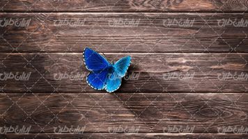 تصویر با کیفیت پروانه همراه با تصویر زمینه چوبی و سطح چوبی