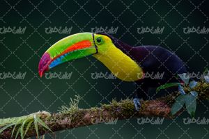 تصویر با کیفیت طوطی همراه با شاخه درخت و پرنده زیبا
