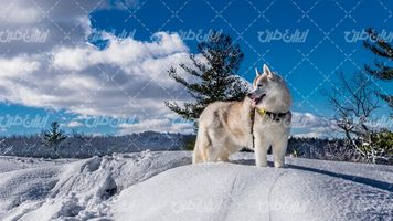 تصویر با کیفیت منظره زیبای فصل زمستان همراه با برف و گرگ