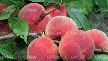 تصویر با کیفیت میوه همراه با هلو و درخت میوه