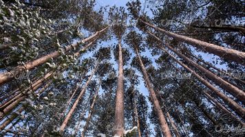 تصویر با کیفیت جنگل همراه با درختان بلند و چشم انداز جنگل