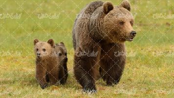 تصویر با کیفیت خرس همراه با حیوان وحشی و توله خرس