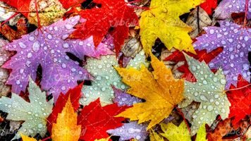 تصویر با کیفیت برگ پاییزی همراه با فصل پاییز و چشم انداز پاییز
