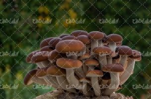 تصویر با کیفیت قارچ همراه با منظره و چشم انداز