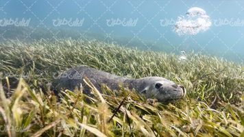 تصویر با کیفیت منظره زیر دریا همراه با حیوان دریایی و دریا