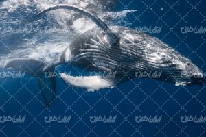 تصویر با کیفیت نهنگ همراه با حیوان غول پیکر دریایی و وال