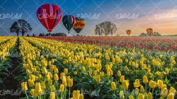 تصویر با کیفیت بالون همراه چشم انداز زیبای مزرعه گل و پرورش گل