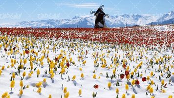 تصویر با کیفیت مزرعه گل همراه با آسیاب بادی و برف