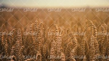 تصویر با کیفیت مزرعه گندم همراه با کشاورزی و خوشه گندم